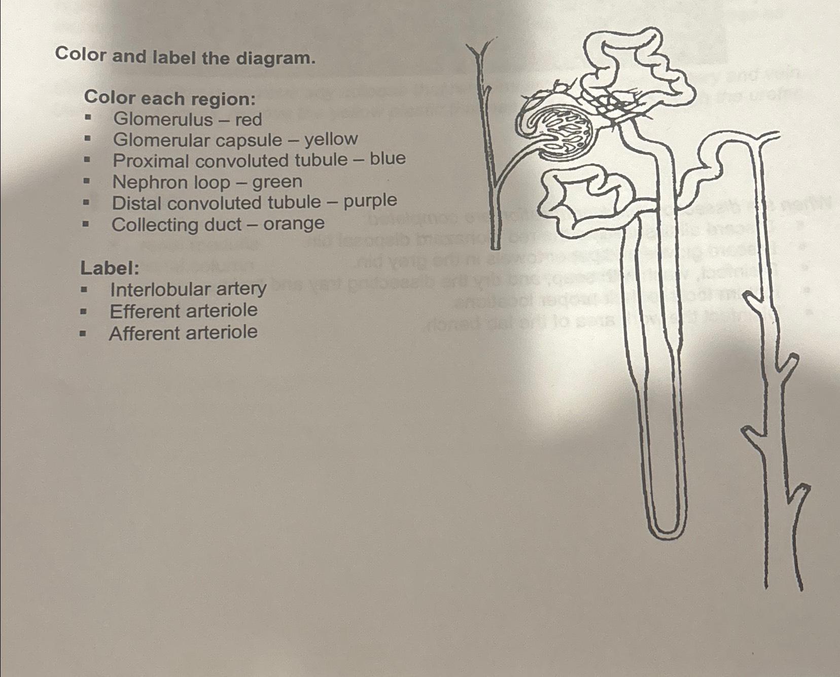 Solved Color and label the diagram.Color each | Chegg.com