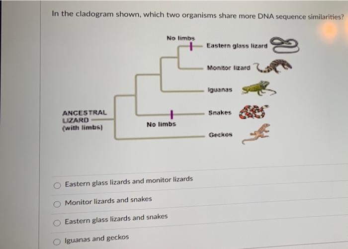 Solved In the cladogram shown, which two organisms share | Chegg.com