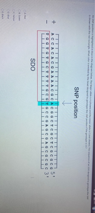 An SNP position is highlighted in blue in the diagram | Chegg.com