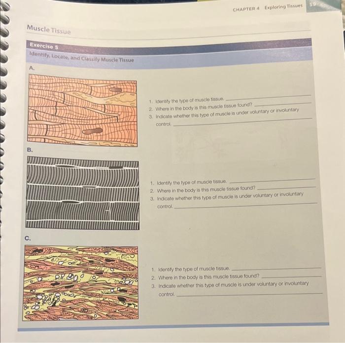 Solved Muscle Tissue Exercise 5 Identify, Locate, And | Chegg.com