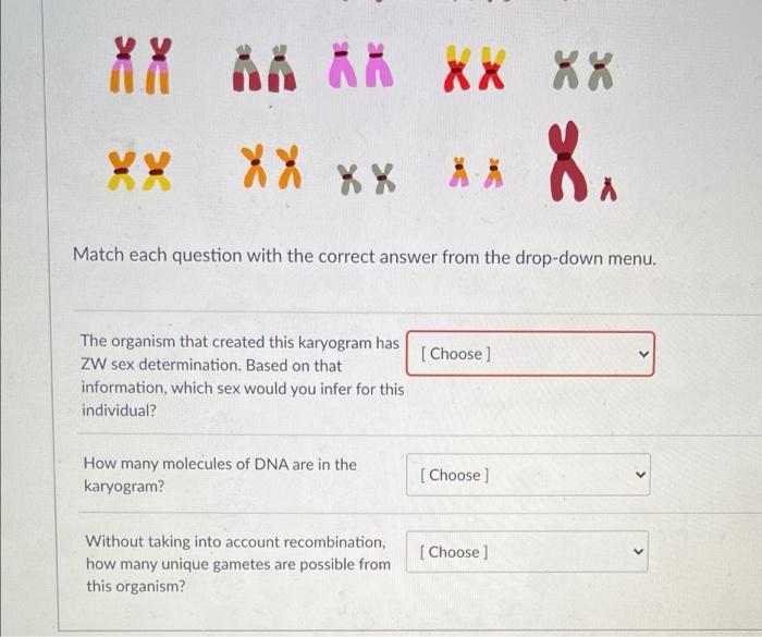 Solved This karyogram was created using the steps you | Chegg.com
