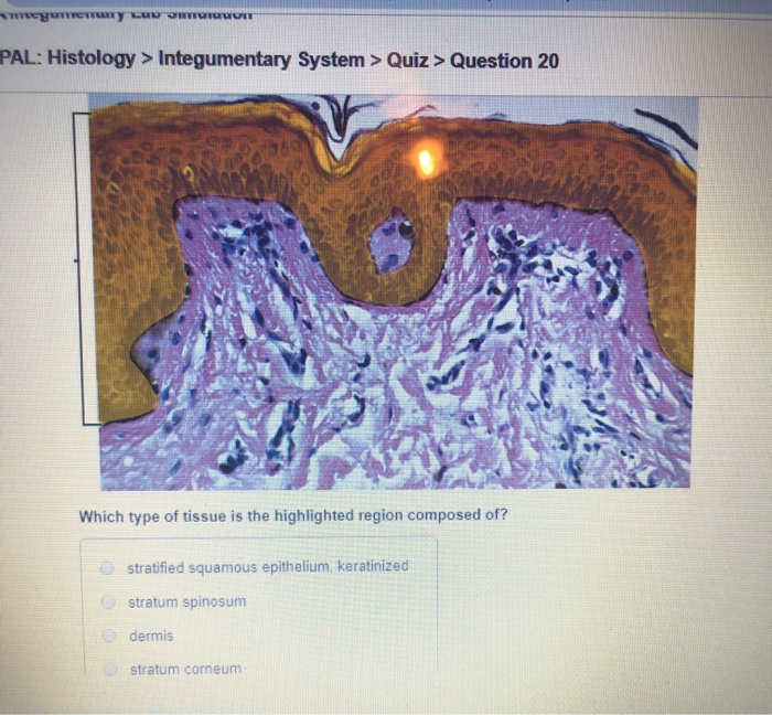 Solved PAL: Histology > Integumentary System > Qu> Question | Chegg.com