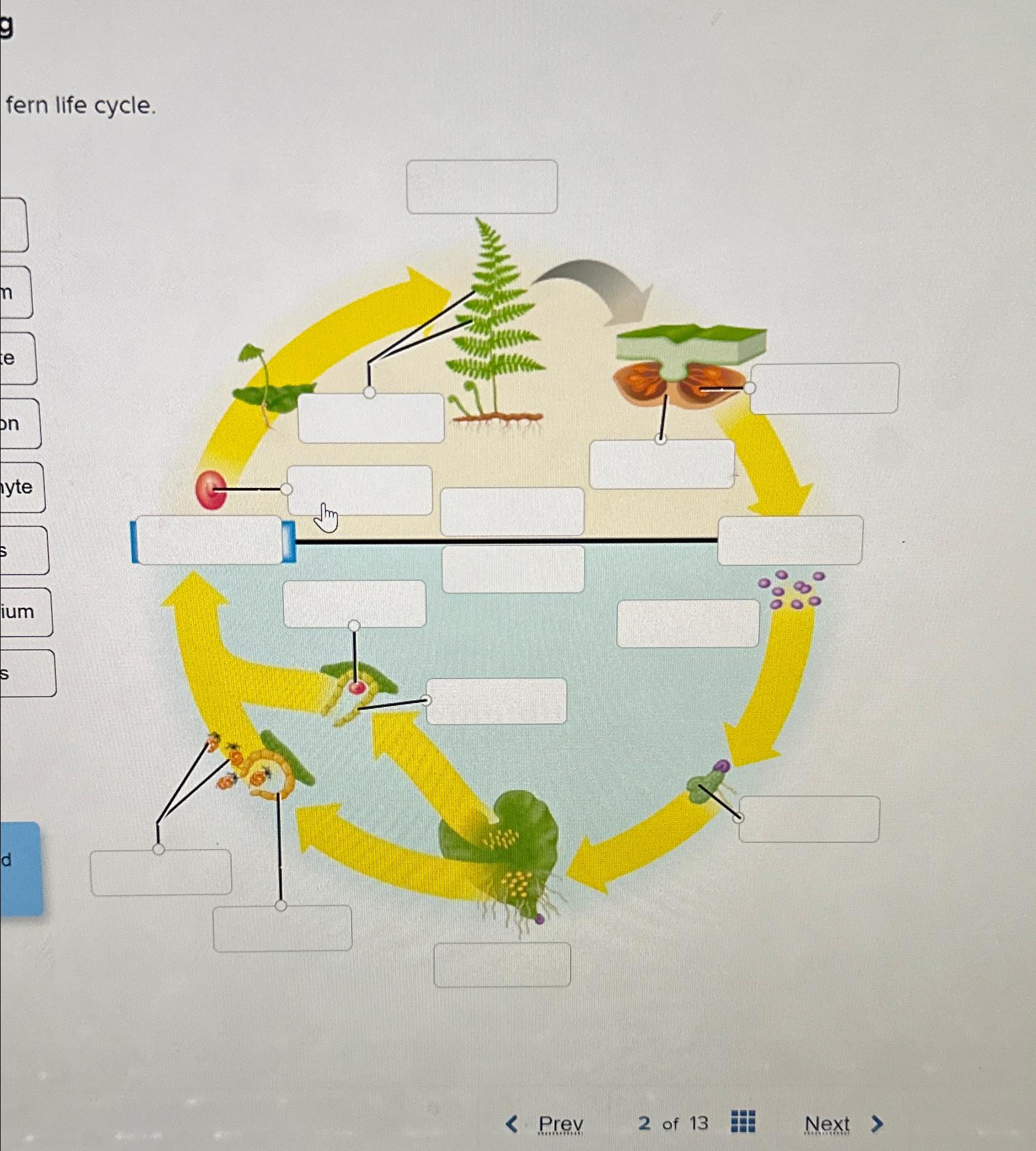 Solved Label the fern life cycle | Chegg.com