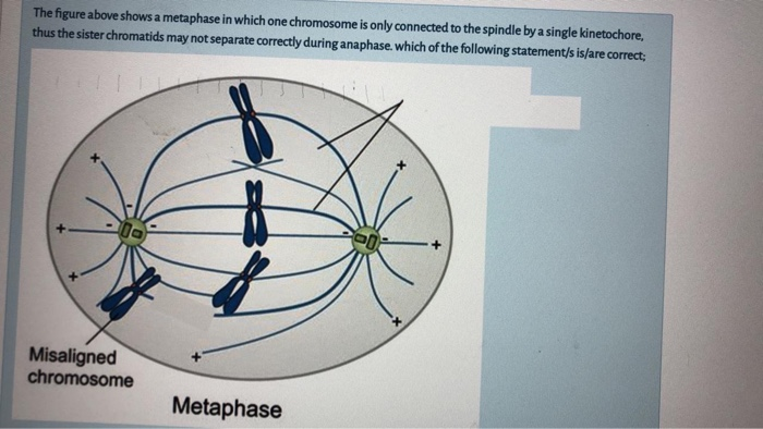 Solved The figure above shows a metaphase in which one Biology Diagrams