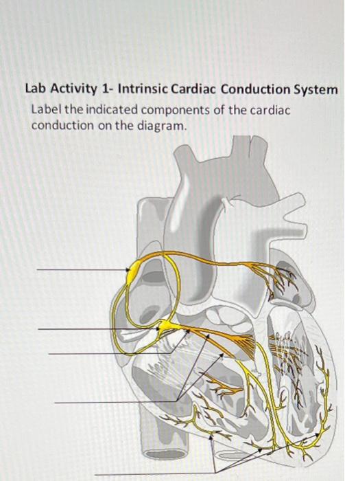 Solved Lab Activity 1- Intrinsic Cardiac Conduction System | Chegg.com