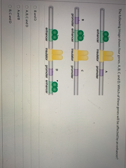 Solved The Following Image Shows Four Genes. A, B, C And D. | Chegg.com