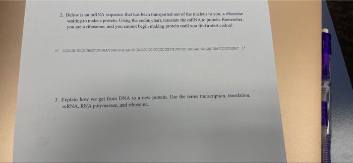 Solved 2. Below is an mRNA sequence that has been | Chegg.com