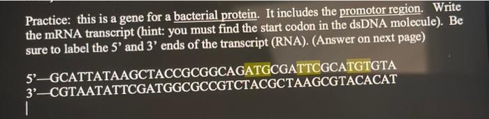 Solved Practice: this is a gene for a bacterial protein. It | Chegg.com