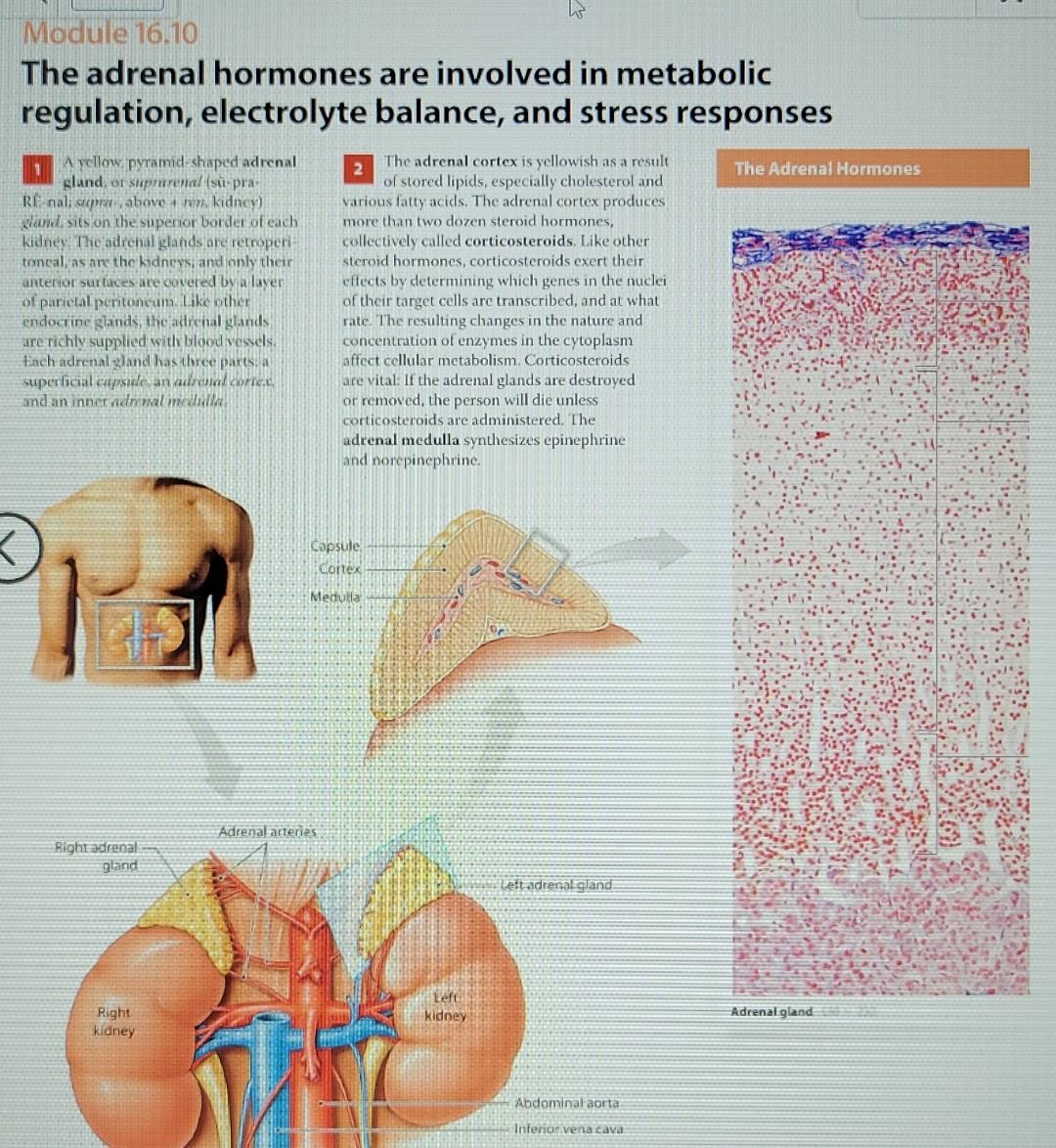Solved Read about steroid hormones in Mods. 16.2,16.10, and | Chegg.com