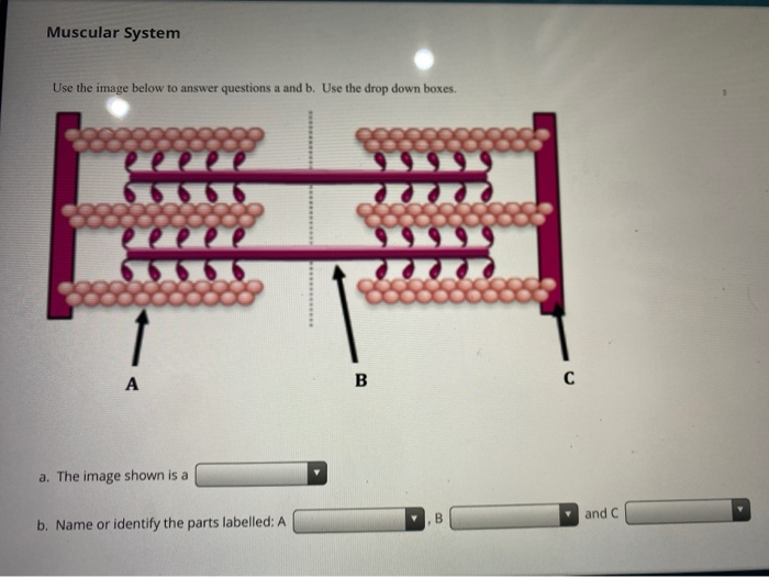 Solved Muscular System Use The Image Below To Answer | Chegg.com