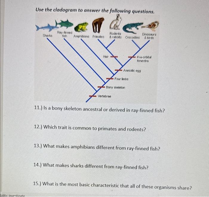 Solved Use The Cladogram To Answer The Following Questions. 