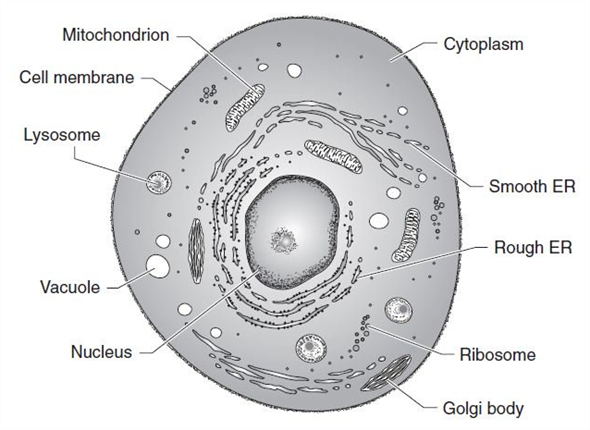 human body cell diagram