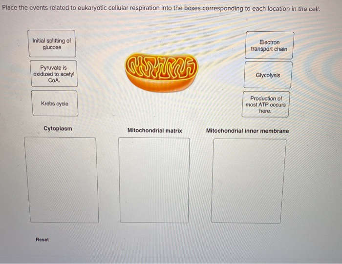 Solved Place the events related to eukaryotic cellular | Chegg.com