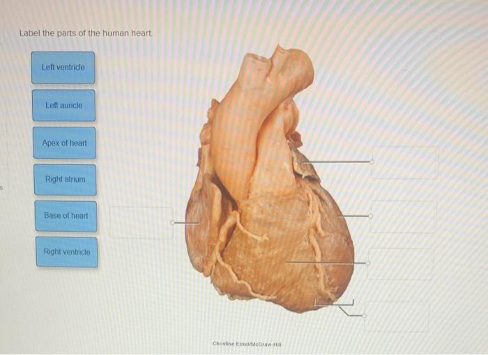 Solved Label The Parts Of The Human Heart Left Ventrcle Left Chegg Com