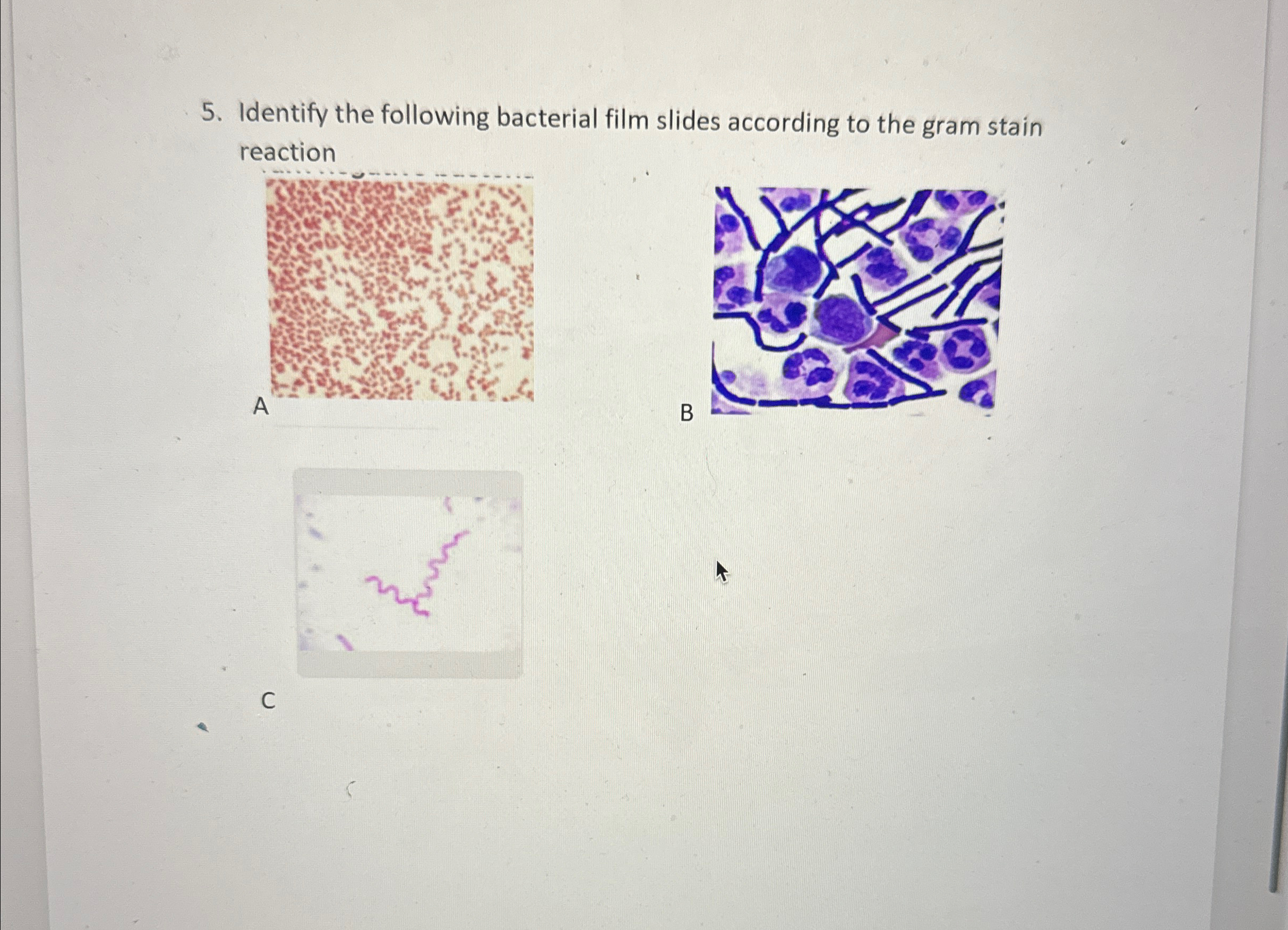 Solved Identify the following bacterial film slides | Chegg.com