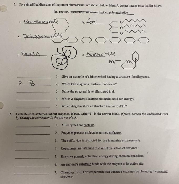 solved-5-five-simplified-diagrams-of-important-biomolecules-chegg