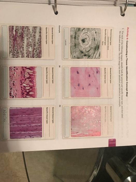 Constructing A Tissue Identification Concept Map Solved D Place Tre C. Simple Squamous Epithelium's Dee Of | Chegg.com
