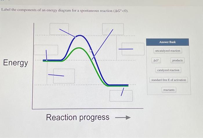 Solved Label the components of an energy diagram for a | Chegg.com