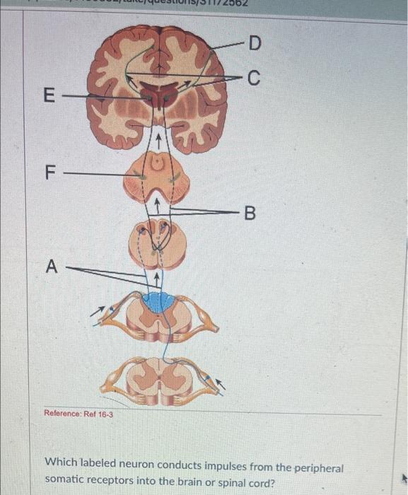 Solved Which labeled neuron conducts impulses from the