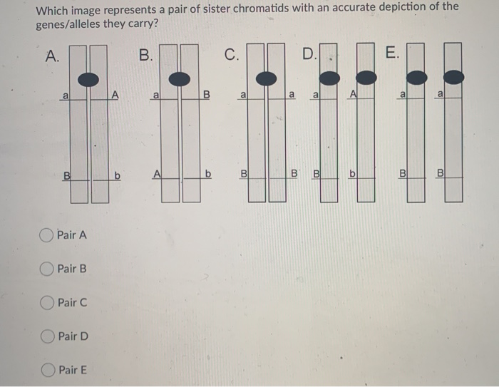 Solved Which image represents a homologous pair of | Chegg.com