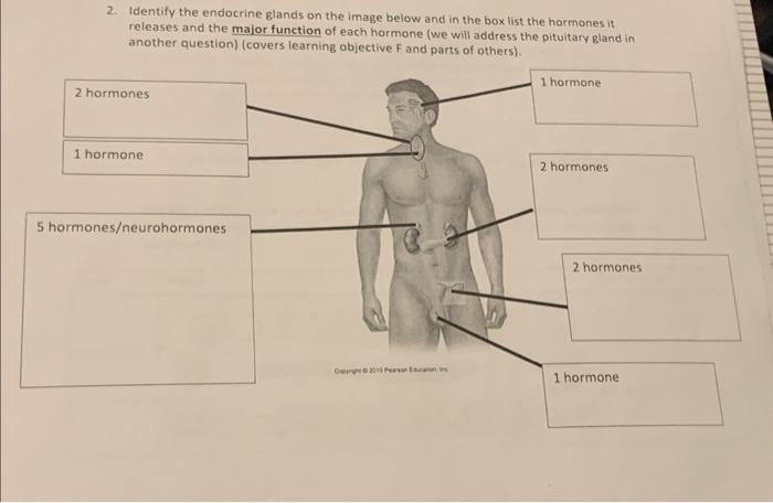 Solved 2. Identify the endocrine glands on the image below | Chegg.com