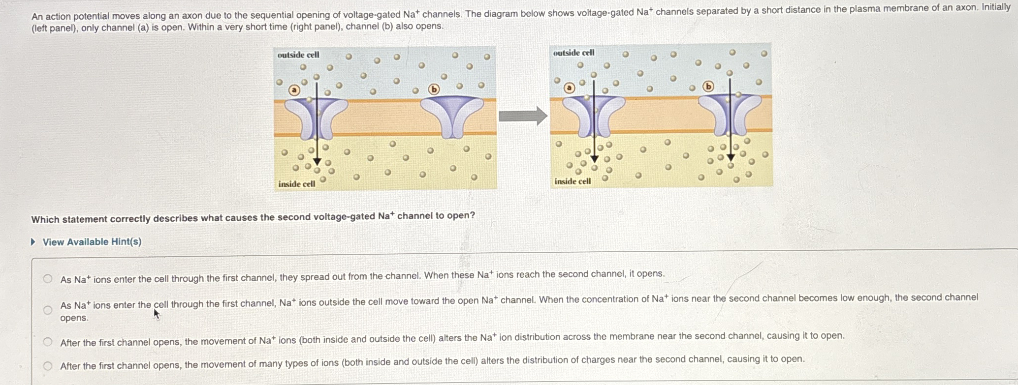 Solved (left panel), ﻿only channel (a) ﻿is open. Within a | Chegg.com