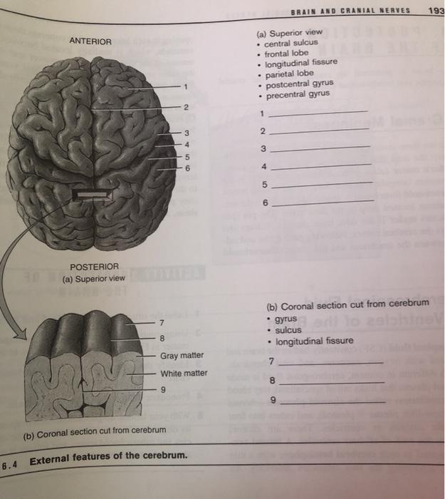 BRAIN AND CRANIAL NERVES 193 ANTERIOR (a) Superior view • central sulcus . frontal lobe longitudinal fissure parietal lobe po