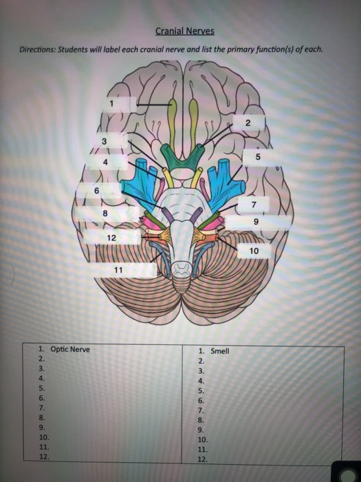 √ Cranial Nerves Coloring : Peripheral Nervous System : Cranial nerves