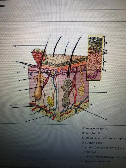 Solved tus: 19 17 12 A. sebaceous gland B. arrector pili C. | Chegg.com