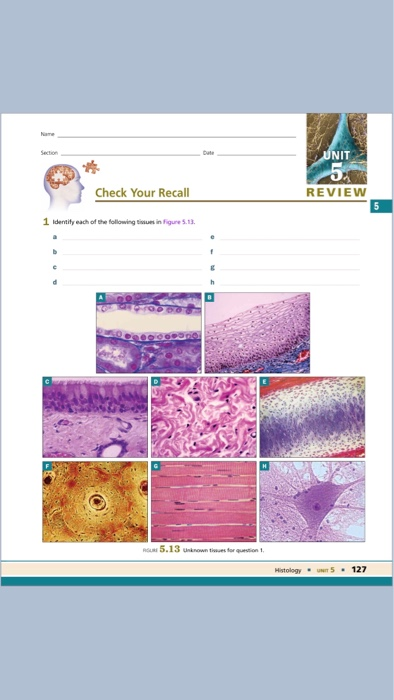 Solved Name UNIT 5 Section Dute Check Your Recall REVIEW 5 1 | Chegg.com