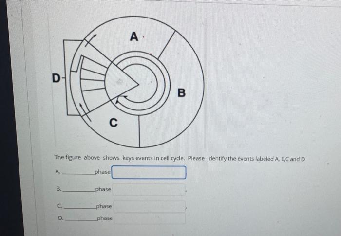 Solved A D B с The figure above shows keys events in cell | Chegg.com