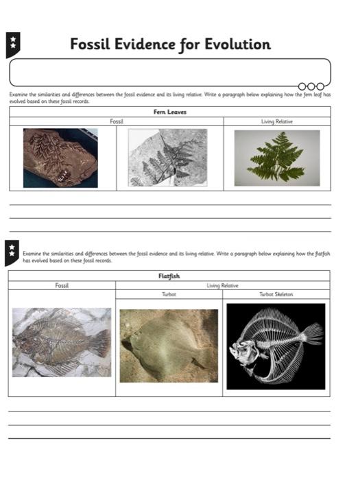Solved Fossil Evidence for Evolution Examine the