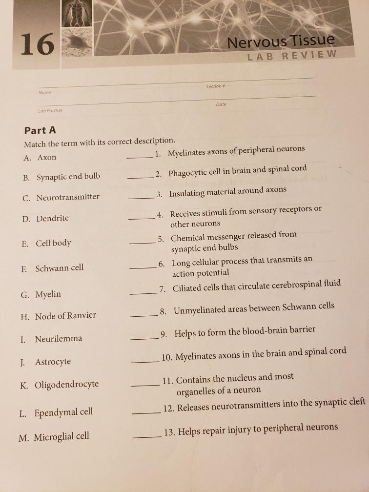 Solved 16 Nervous Tissue LAB REVIEW Section Name Date Lab | Chegg.com
