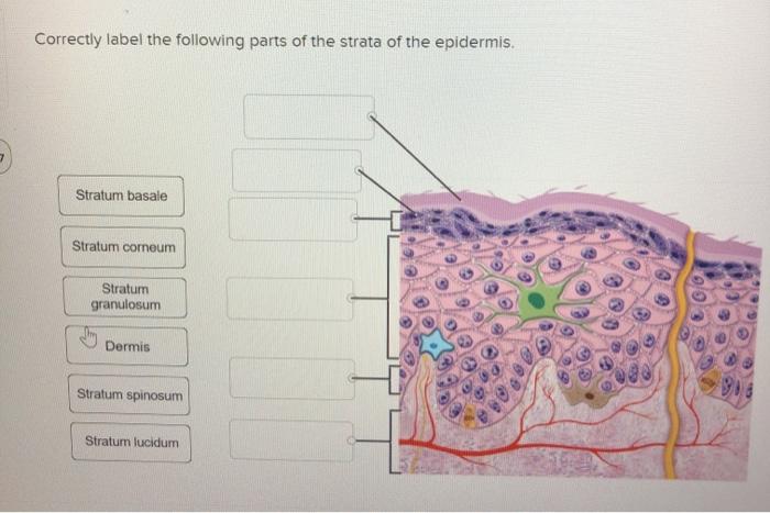 Solved Correctly label the following parts of the strata of | Chegg.com