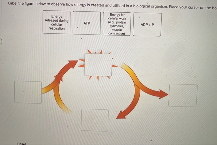 Solved Label the figure below to observe how energy is | Chegg.com