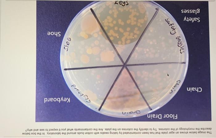 The image below shows an agar plate that has been | Chegg.com