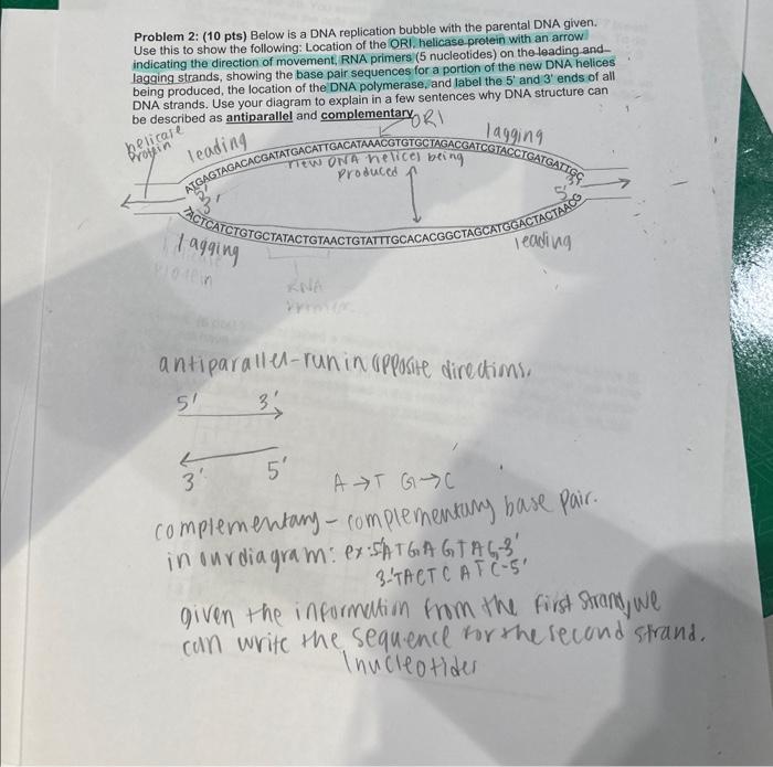 Solved Problem 2: (10 Pts) Below Is A DNA Replication Bubble | Chegg.com