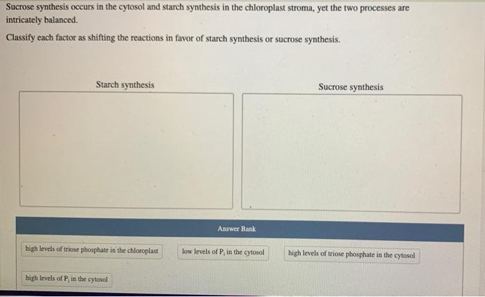 Solved Sucrose synthesis occurs in the cytosol and starch | Chegg.com