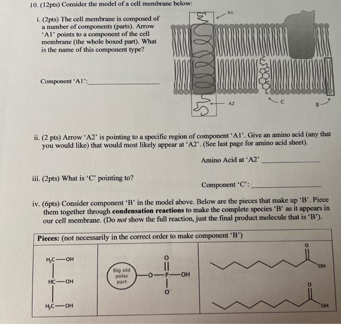 Solved 10. (12pts) Consider the model of a cell membrane | Chegg.com