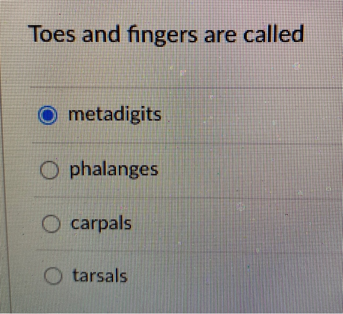 Solved Toes and fingers are called O metadigits O phalanges