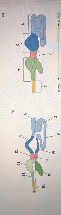 Solved Rostral Caudal 8 7 10 3 14 5 11 16 6 15 9 2 13 12 (b) | Chegg.com