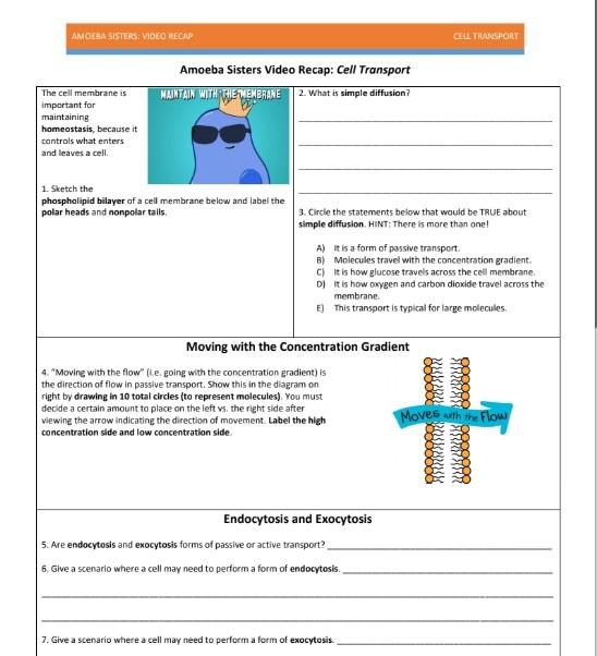 amoeba-sisters-biomagnification-worksheet-answers