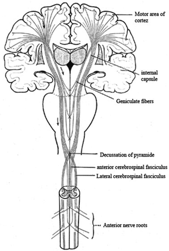 Definition of Higher Motor Neurons Within The Central Nervous System