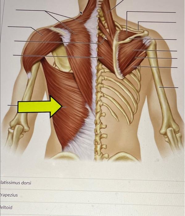 Solved This line b b depressor anguli oris O zygomaticus Chegg