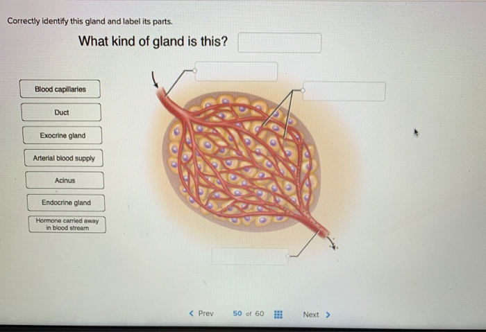 26 Correctly Label The Parts Of An Exocrine Gland Labels Ideas For You