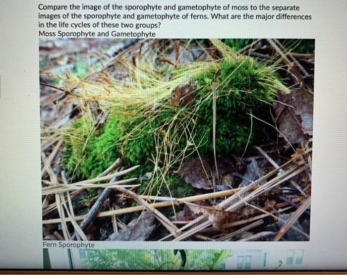 moss sporophyte