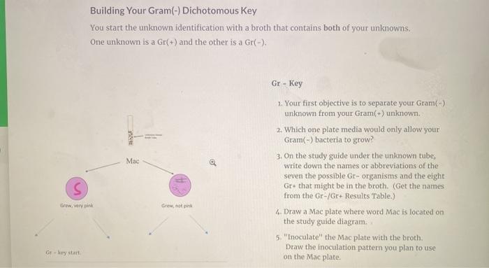 Solved Building Your Gram(-) Dichotomous Key You start the | Chegg.com