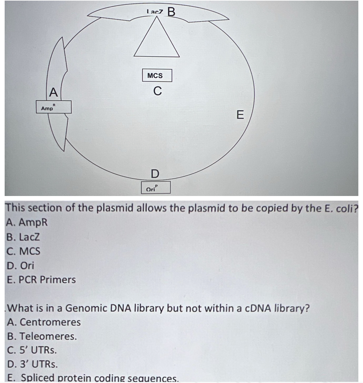 Solved This section of the plasmid allows the plasmid to be | Chegg.com