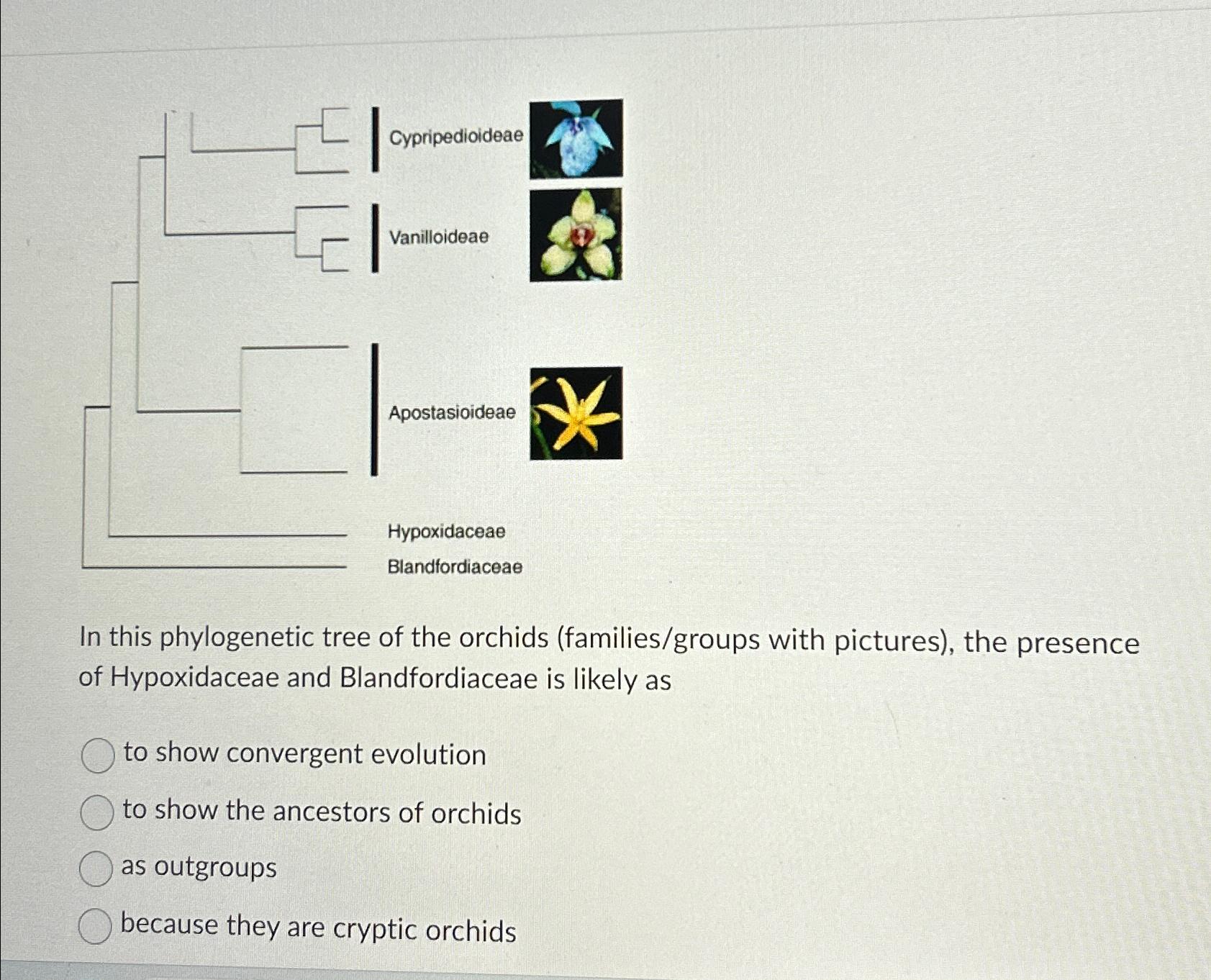 Solved In this phylogenetic tree of the orchids | Chegg.com