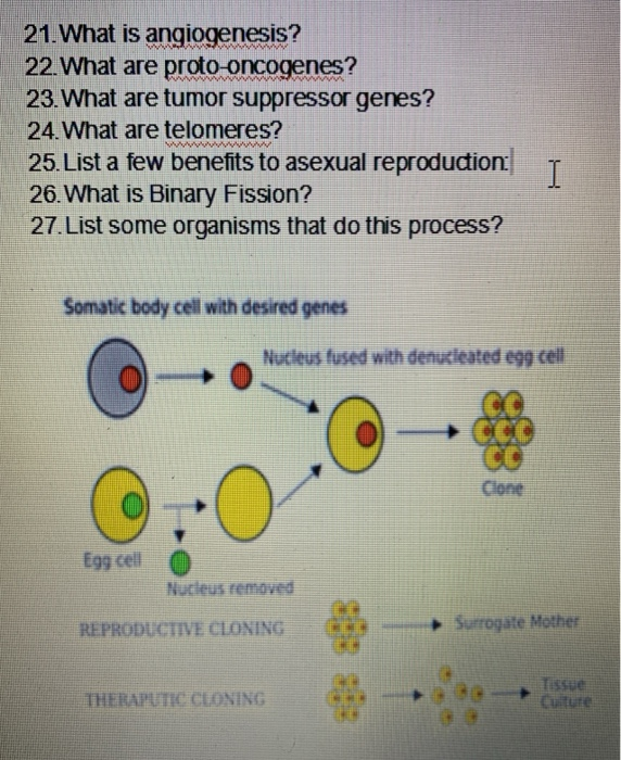 Solved 21. What is angiogenesis? 22. What are | Chegg.com
